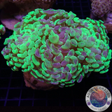 Euphyllia ancora „Toxic Marble“ WYSIWYG „AD Special“