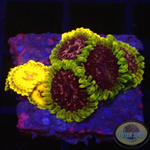 Krustenanemonen „Soprano & Thermosphere“ WYSIWYG „AD Special“