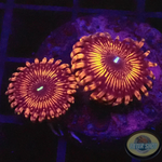 Krustenanemonen “Night Crawler” WYSIWYG