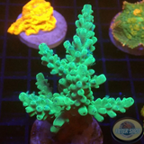 Acropora spp. „Smooth Horn“ WYSIWYG