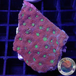 Favites spp. “Pentagona” WYSIWYG