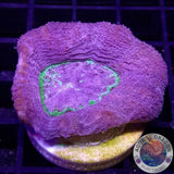 Homophyllia bowerbanki „Sub Zero“