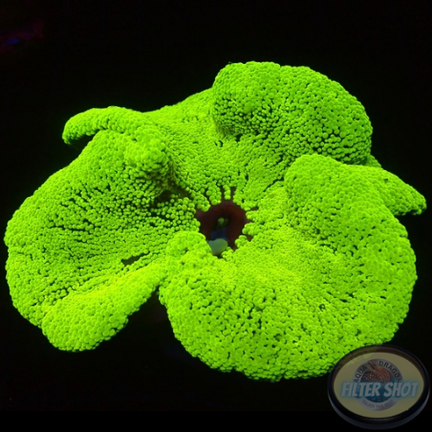Stichodactyla haddoni WYSIWYG