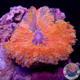 Ricordea yuma „Jumbo Treasure“ WYSIWYG