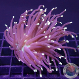 Euphyllia glabrescens „Indi Joker“ AD Special“