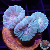 Caulastraea spp. „Mint“ WYSIWYG