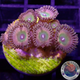 Krustenanemonen „Shazam“ WYSIWYG „AD Special“