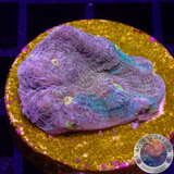 Echinophyllia spp. „Mantras“ WYSIWYG