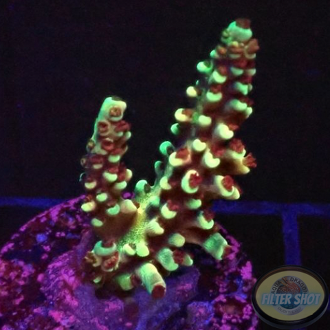 Acropora natalensis 🐉 „Dragon Breath“ WYSIWYG „AD Special“