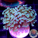 Euphyllia paraancora „Raw Gold“
