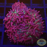Rhodactis spp. „Flaming Carpet“ AD Special