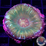Homophyllia australis „Golden Apple“ WYSIWYG