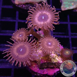 Krustenanemonen „Nightcrawler & GN“ WYSIWYG