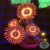 Krustenanemonen „Nightcrawler & GN“ WYSIWYG