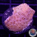 Pavona spp. „24K“ WYSIWYG