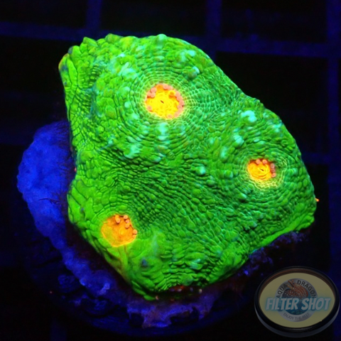 Echinophyllia spp. „Eye of Ra“