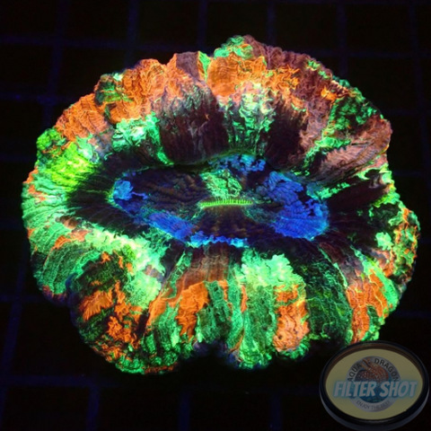 Trachyphyllia spp. „Van Gogh“ WYSIWYG