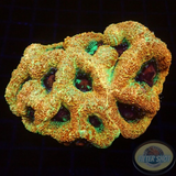 Homophyllia bowerbanki „Morpheus“ WYSIWYG „AD Special“