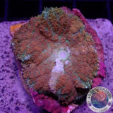 Rhodactis spp. „Cochabamba“ WYSIWYG „AD Special“