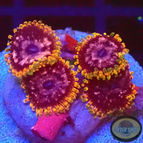 Krustenanemonen „Acid Reflux“ WYSIWYG „AD Special“