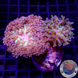 Euphyllia paradivisa „DTBD“ WYSIWYG „AD Special“
