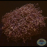Euphyllia yaeyamaenis „Grape Tree“ WYSIWYG „AD Special“