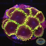Krustenanemonen „Mesosphere“ WYSIWYG