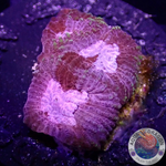 Favia spp. „Tranquility“ WYSIWYG