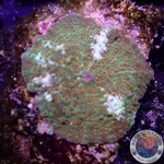 Discosoma spp. „Icy Road“ WYSIWYG „AD Special“