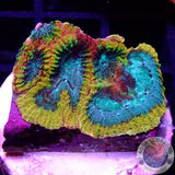Favia spp. „Yellow Submarine“ WYSIWYG