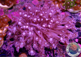 Goniopora spp. „Purple Flower“ WYSIWYG