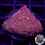 Echinophyllia spp. „Miami“