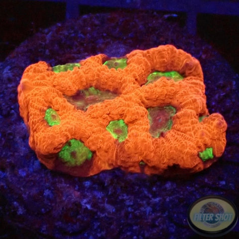 Favia spp. „Intense“ AD Special