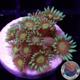 Goniopora spp. „Sunflower“ AD Special