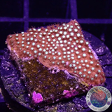 Stylocoeniella spp. „Bling Bling“