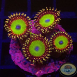 Krustenanemonen „Candy Apple G.“ WYSIWYG