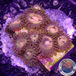 Krustenanemonen „Angelles Rouge“