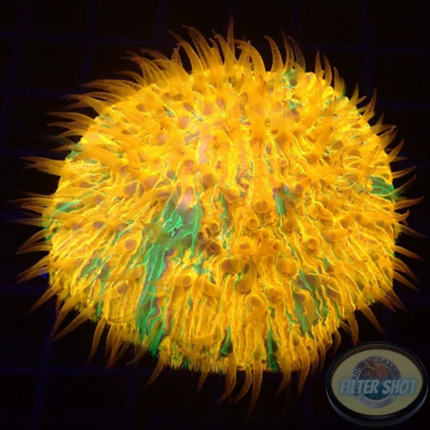Fungia spp. „Plazma“ WYSIWYG