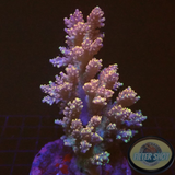 Acropora cytherea „Rosemary“ WYSIWYG „AD Special“