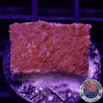Montipora spp. „Superman“