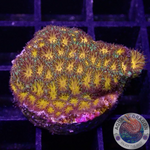Leptastrea spp. “Golden Valley” WYSIWYG