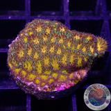 Leptastrea spp. “Golden Valley” WYSIWYG