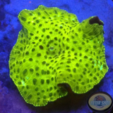 Discosoma spp. „Leo“ WYSIWYG „AD Special“