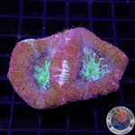 Homophyllia bowerbanki „Morpheus“ WYSIWYG „AD Special“