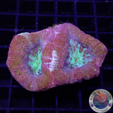 Homophyllia bowerbanki „Morpheus“ WYSIWYG „AD Special“