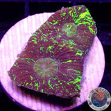 Goniastrea spp. „Matrix“ AD Special
