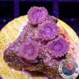 Krustenanemonen „Hot Kush“ WYSIWYG „AD Special“