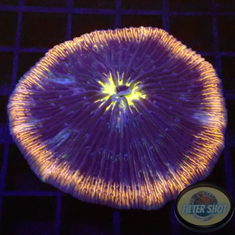 Fungia spp. „Gold Lava“ WYSIWYG „AD Special“