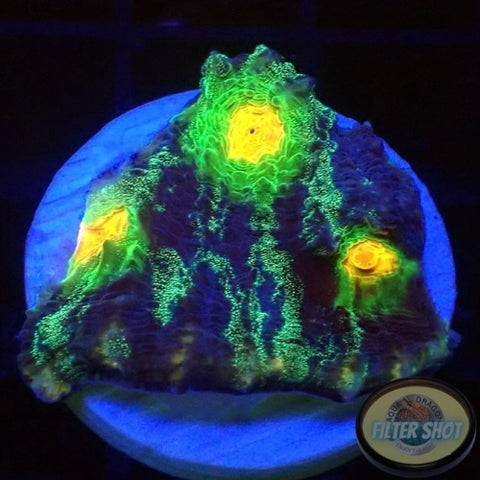 Echinophyllia spp. “After Shock” WYSIWYG