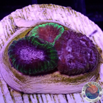 Favia spp. “Fusion” WYSIWYG